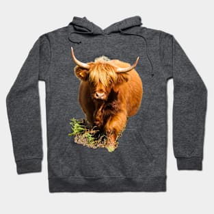 Highland Cow in Fern Hoodie